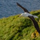 알바트로스 이미지