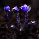 수지면 마륜마을 이미지