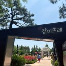오산 고인돌공원 장미축제 후기 26.05.24ㅣ이거 꼭 챙겨가세요!