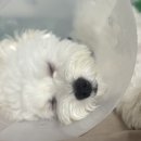 배방동물병원 | 서울 강아지 중성화 수술 후기 (강아지 중성화 수술 후기 · 교대동물병원 후기)