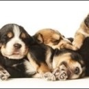 Otter(오터) 이미지