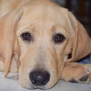 송파바로동물병원 이미지