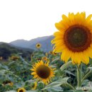 희망의 꿈 이미지