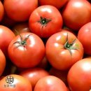 토마토 이미지
