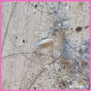 파워명품세탁소 | 침대 매트리스 은빛 좀벌레(silverfish) 발생이유 퇴치 및 예방 청소법