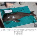 돌고래 몸에서 나온 독성물질... 일본 오염수가 가져올 끔찍한 미래 이미지