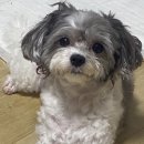 코코바코 이미지