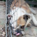 고복수냉면 이미지