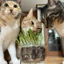 품속동물병원 이미지