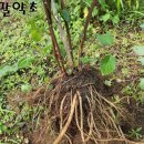 튼튼한우 농장 이미지