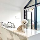 굿나잇도그 이미지