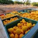 하늘농장8 이미지