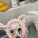 DOG특한 미용실 이미지