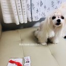 맘마미아 독 | 맘마미아독/강아지핀/강아지방수핀/강아지눈물핀/강아지핸드메이드핀