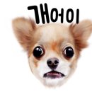 착한애견 이미지