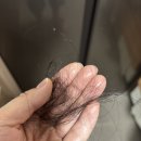 두피 탈모 앰플 추천｜바이브랩 리바이브 테라피 헤어 스칼프 앤 브로우 앰플 사용 후기