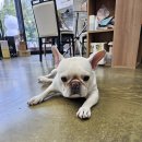 멍이의 품격 이미지