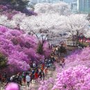 춘의동 산63-2(청소년수련관 입구) ↔ 역곡역 | 부천봄꽃관광주간 2024 부천도당산벚꽃축제 부천춘덕산복숭아꽃축제 부천자연생태공원튤립개화시기...