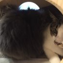 청주지웰동물병원 이미지