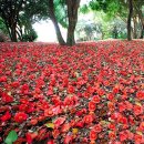 강진-29 | 강진 백련사 동백축제 , 동백꽃 개화 상황은?