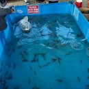 장사농장 | 용인 포레스트벨 체험농장 아이와 함께한 특별한 하루 후기