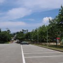 보강천 미루나무숲 이미지