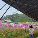 북천초등학교 | [여행] 하동북천 양귀비 축제 후기