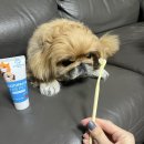 반려동물 토탈 케어 | 페디슨 반려동물 덴탈케어 소프트모 칫솔 사용후기