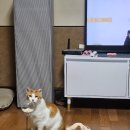 펫 프렌즈 | [내돈내산] 펫프렌즈 고양이 장난감 후기