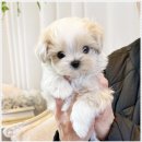 강아지분양 애견입양 아이러브독 수원점 말티푸미니비숑포메 | 말티푸와 미니비숑, 수원강아지분양 아이러브독 수원점에서 만난 귀여운 친구들