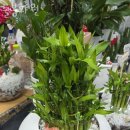 늘봄화원 이미지