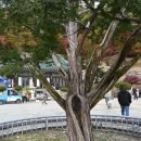 용문산 은행나무길(물소리길 6코스) | 용문산(1,157m) 용문사 은행나무- ( 2025.11.02 )