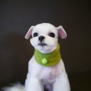 도그이살롱 이미지