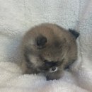 도그마루 강아지고양이 청주점 이미지