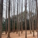 숲의 아이 | 영덕 가볼 만한 곳 - 벌영리 메타세콰이어 숲 아이와 방문 후기