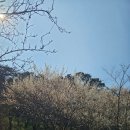 동림초밥