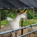 고성리산양목장 이미지