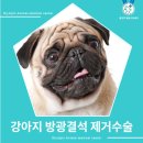 동그라미동물의료센터 | 강아지 방광결석 수술후기 [올림픽 동물의료센터]