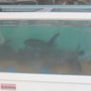 팔팔활어회팔팔물회전문점 이미지