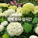 평택 내리공원 수국 실시간 내리문화공원 포토존 후기