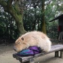 코코넨네 이미지