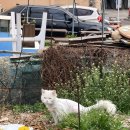 디퍼펜션 이미지