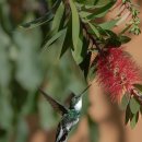 청마루감자탕.등뼈찜 이미지