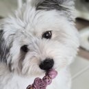 A플러스덴탈 이미지