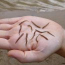 칠성장어 이미지