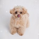 펫살롱 헤아림 이미지