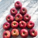 금당골 | 맛있는 꿀사과 금당골 사과 추천 꾹