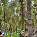 원단양농장 | 치앙마이 코코넛마켓 방문기 및 유의사항