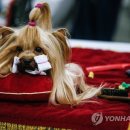 show dog 이미지