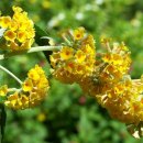 부들레야 [부들레아, 부들레이아, Buddleja] 이미지